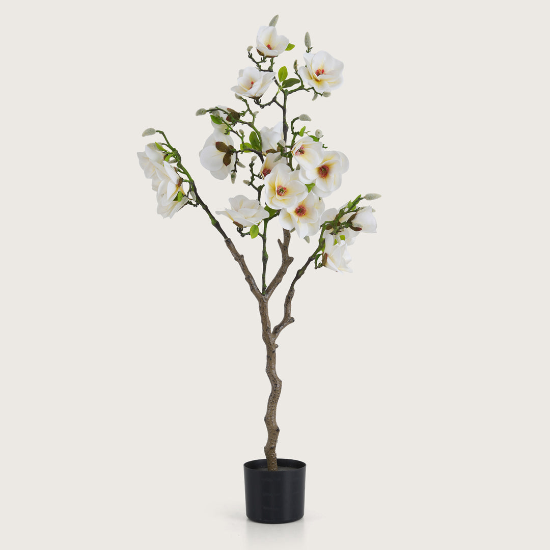 White Magnolia Tree with Blooms