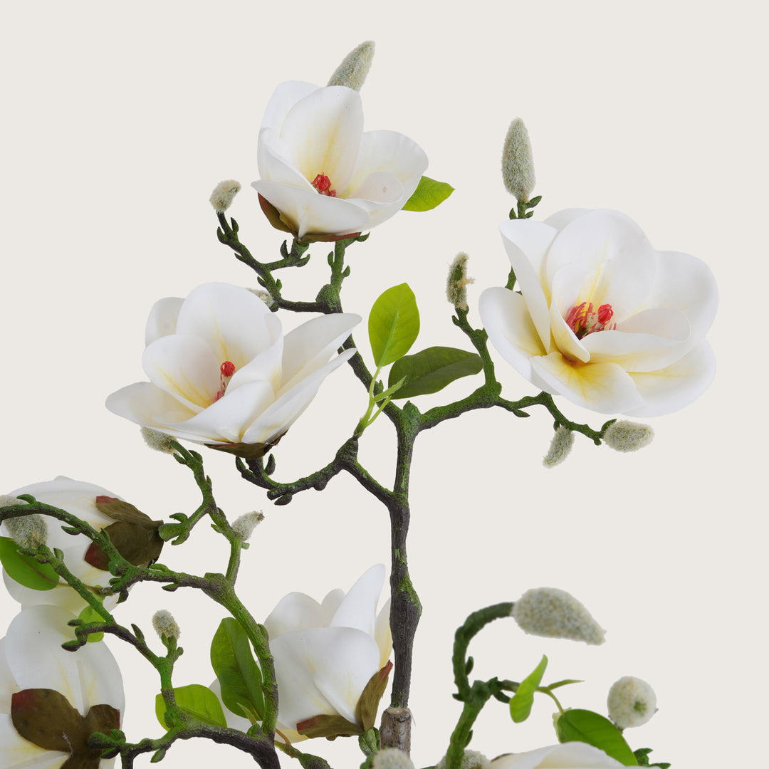 White Magnolia Tree with Blooms