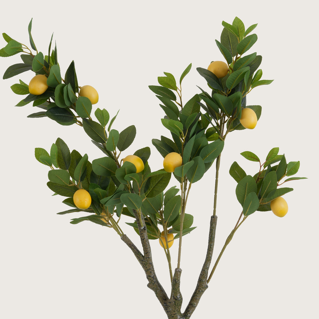 Lush Green Lemon Tree