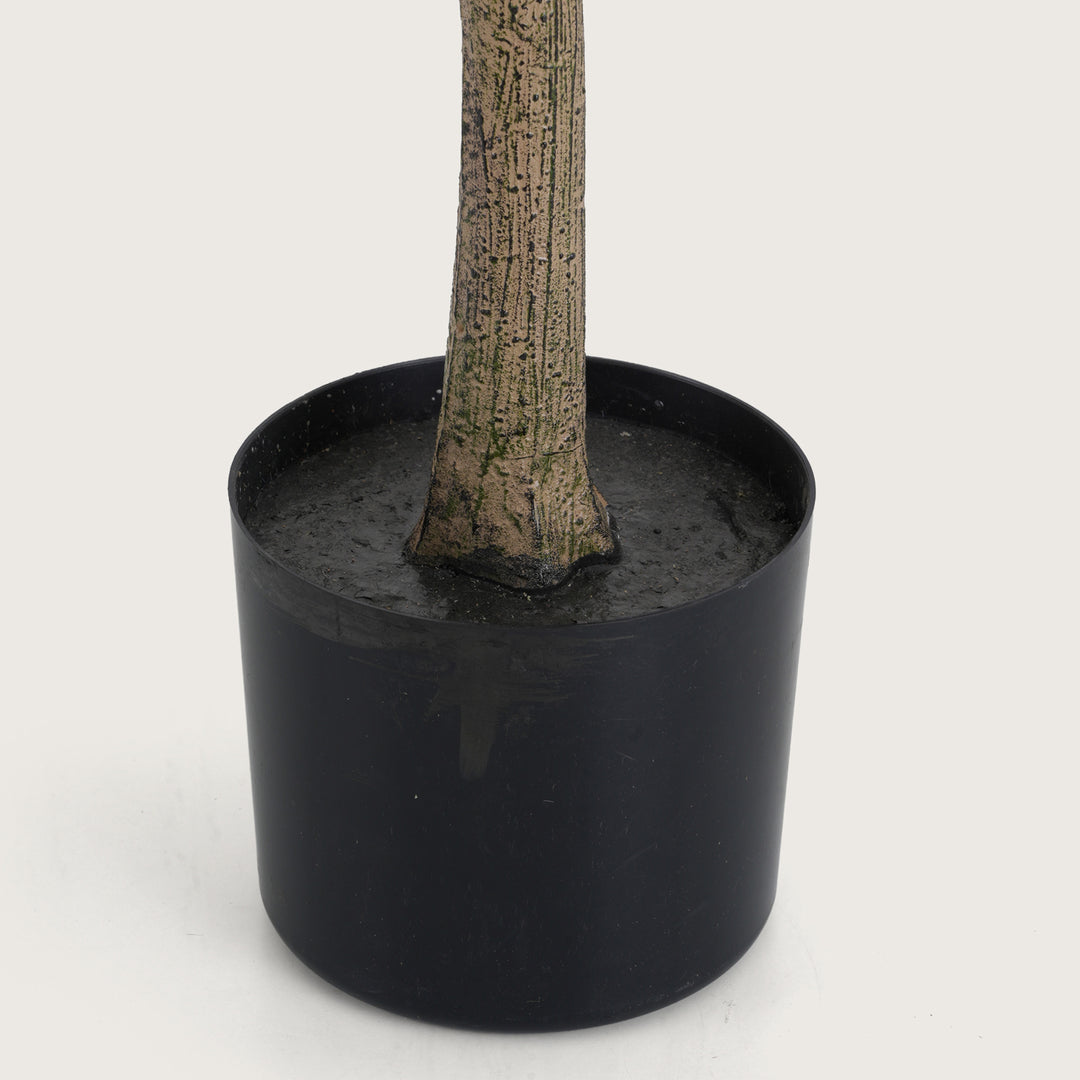Slimline White Blossom Tree