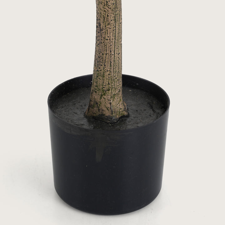 Slimline White Blossom Tree